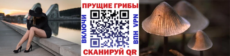 Псилоцибиновые грибы Psilocybine cubensis  hydra ССЫЛКА  Кудрово 